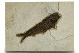 Detailed Fossil Fish (Knightia) - Wyoming #327808-1